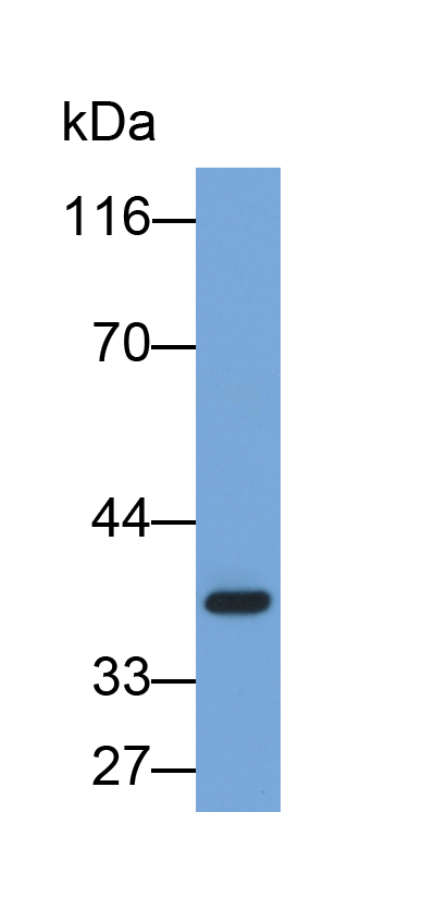 Biotin-Linked Polyclonal Antibody to Melatonin Receptor 1A (MTNR1A)