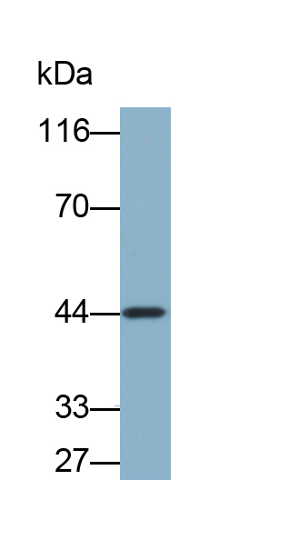 Biotin-Linked Polyclonal Antibody to Melatonin Receptor 1A (MTNR1A)