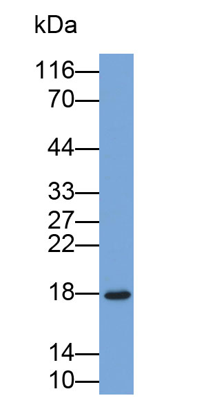 Biotin-Linked Polyclonal Antibody to Carcinoembryonic Antigen Related Cell Adhesion Molecule 7 (CEACAM7)