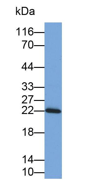 Biotin-Linked Polyclonal Antibody to Ferritin, Light Polypeptide (FTL)