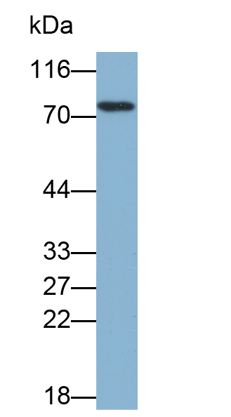 Biotin-Linked Polyclonal Antibody to Heat Shock 70kDa Protein 2 (HSPA2)