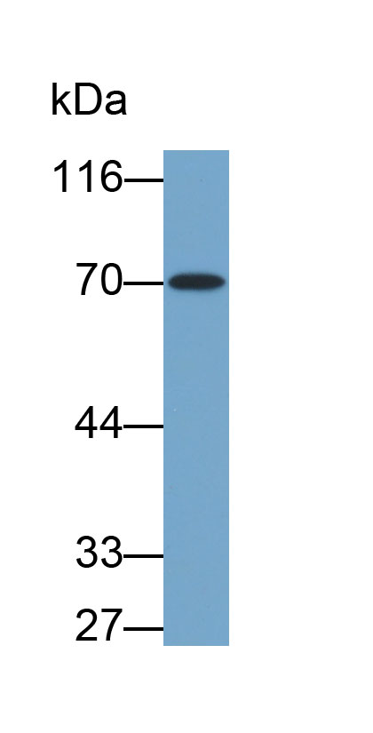 Biotin-Linked Polyclonal Antibody to Heat Shock 70kDa Protein 8 (HSPA8)