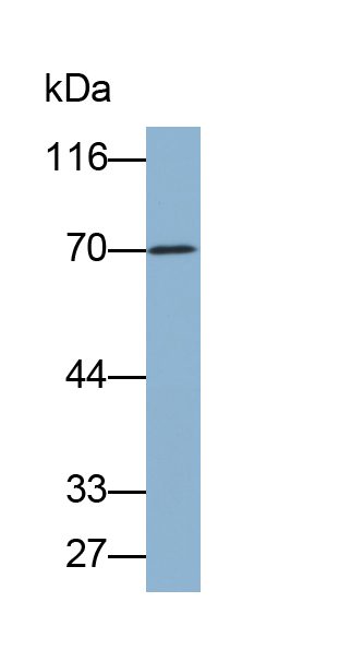 Biotin-Linked Polyclonal Antibody to Heat Shock 70kDa Protein 8 (HSPA8)