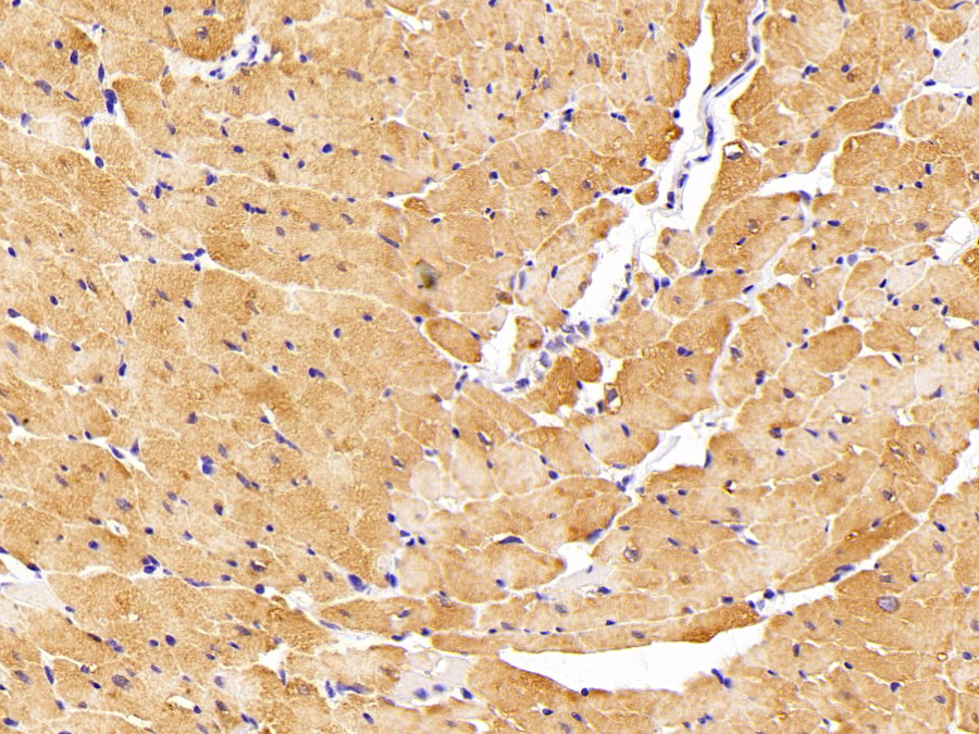 Biotin-Linked Polyclonal Antibody to Apelin (APLN)