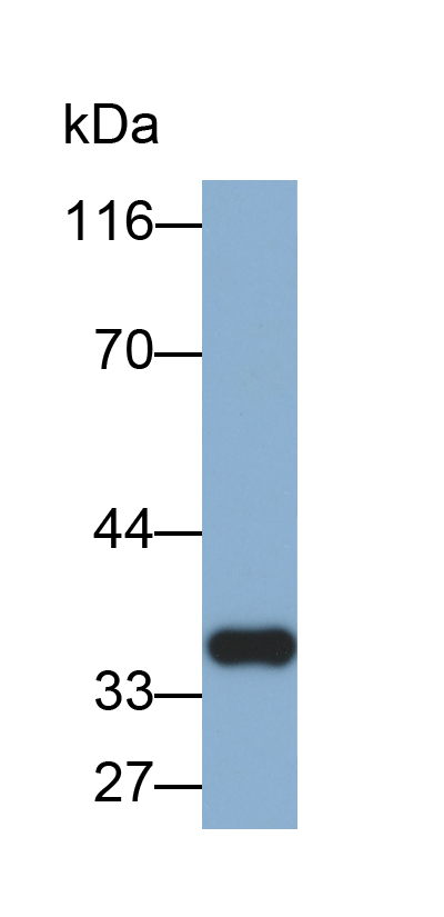 Biotin-Linked Polyclonal Antibody to Carbonic Anhydrase IV (CA4)