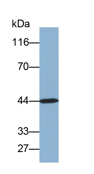 Biotin-Linked Polyclonal Antibody to Carbonic Anhydrase VB, Mitochondrial (CA5B)