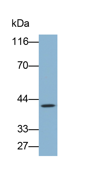 Biotin-Linked Polyclonal Antibody to Carbonic Anhydrase VI (CA6)