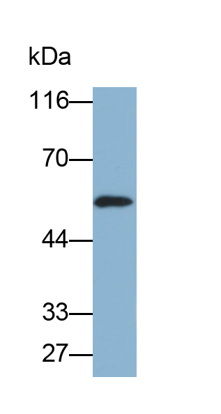 Biotin-Linked Polyclonal Antibody to Carbonic Anhydrase IX (CA9)