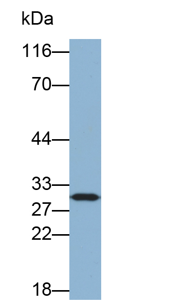 Biotin-Linked Polyclonal Antibody to Carbonic Anhydrase VA (CA5A)