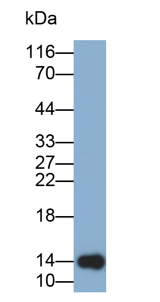 Biotin-Linked Polyclonal Antibody to Hemoglobin Alpha 1 (HBa1)