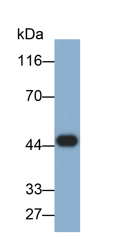 Biotin-Linked Polyclonal Antibody to Hedgehog Homolog, Indian (IHH)