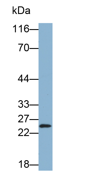 Biotin-Linked Polyclonal Antibody to Troponin I Type 2, Fast Skeletal (TNNI2)