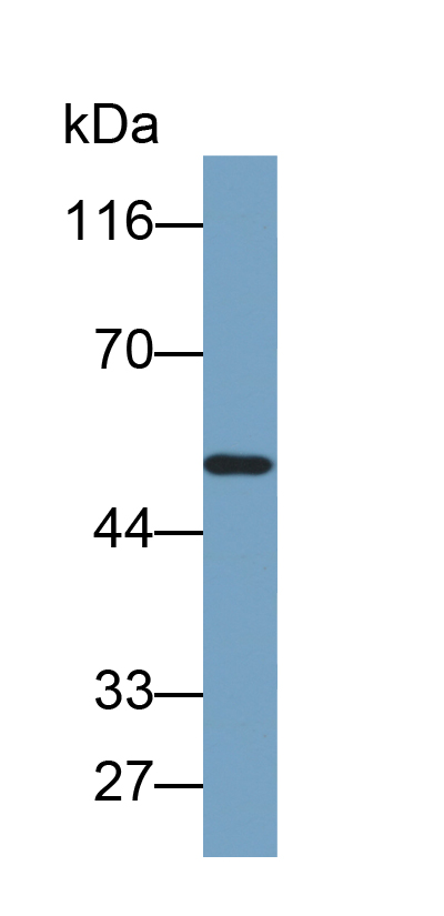 Biotin-Linked Polyclonal Antibody to Cytochrome P450 2D6 (CYP2D6)