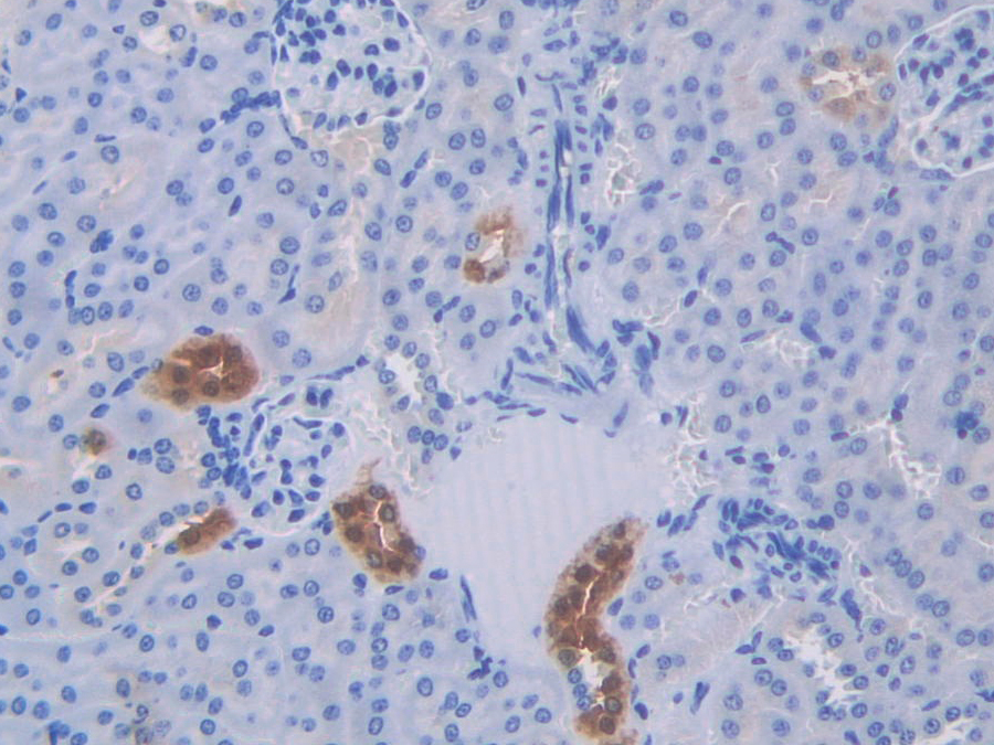 Biotin-Linked Polyclonal Antibody to Slit Homolog 1 (Slit1)