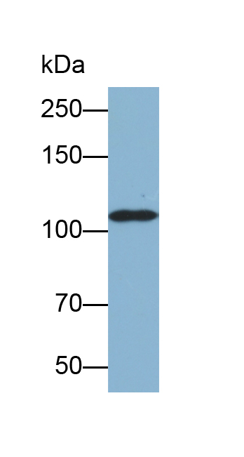 Biotin-Linked Polyclonal Antibody to Heat Shock 105kDa/110kDa Protein 1 (HSPH1)