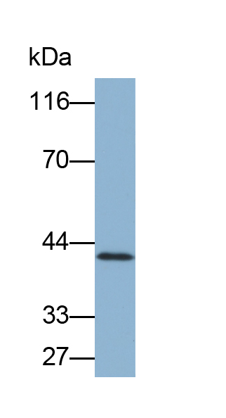 Biotin-Linked Polyclonal Antibody to Glutamine synthetase (GS)