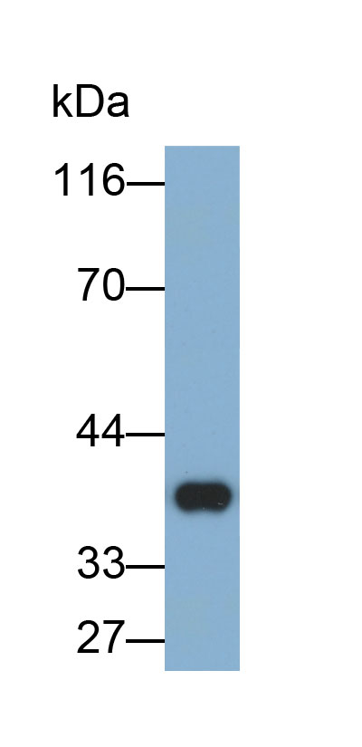 Biotin-Linked Polyclonal Antibody to Arginase II (Arg2)