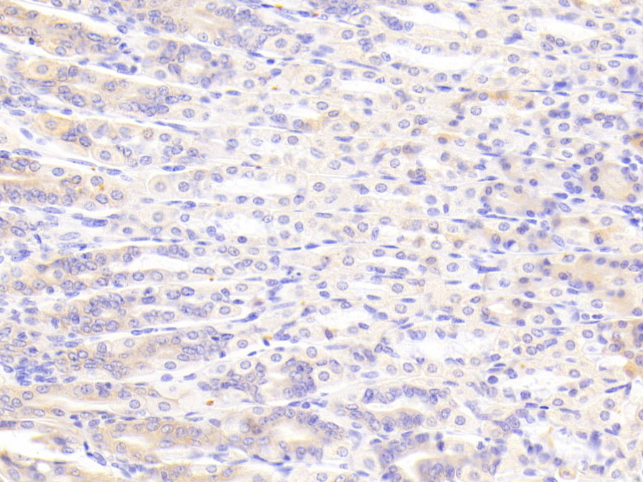 Biotin-Linked Polyclonal Antibody to Thrombospondin 2 (THBS2)