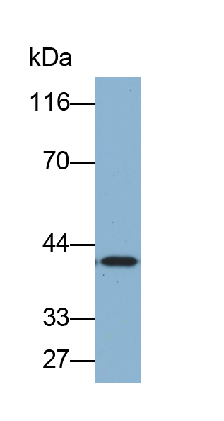 Biotin-Linked Polyclonal Antibody to Aspartate Aminotransferase 2 (AST2)