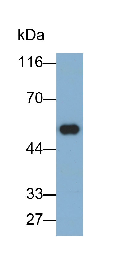 Biotin-Linked Polyclonal Antibody to Alanine Aminotransferase 2 (ALT2)