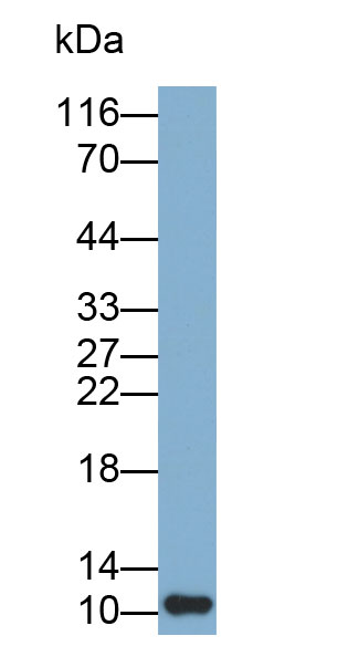 Biotin-Linked Polyclonal Antibody to Defensin Alpha 3, Neutrophil Specific (DEFa3)