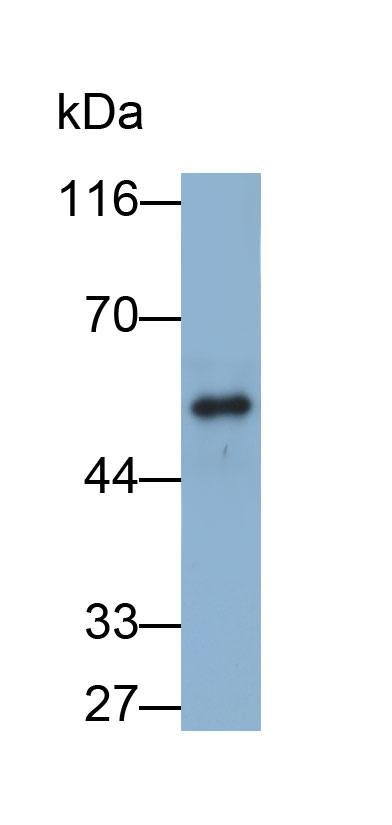 Biotin-Linked Polyclonal Antibody to Lipase I (LIPI)