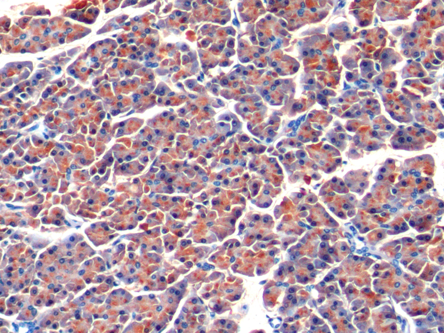 Biotin-Linked Polyclonal Antibody to Colipase, Pancreatic (CLPS)