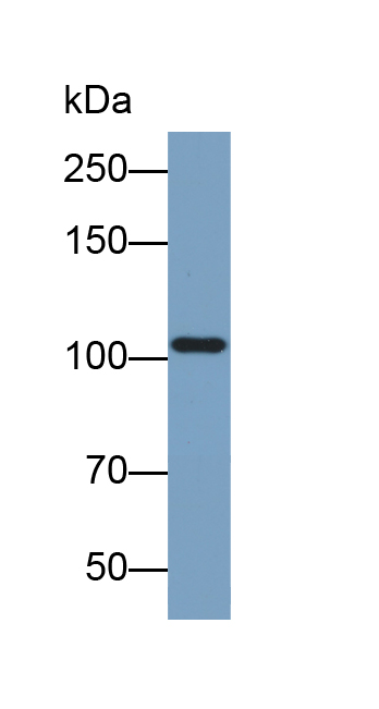 Biotin-Linked Polyclonal Antibody to Puromycin Sensitive Aminopeptidase (PSA)