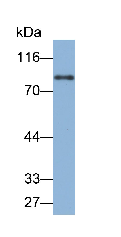 Biotin-Linked Polyclonal Antibody to Solute Carrier Family 3, Member 2 (SLC3A2)