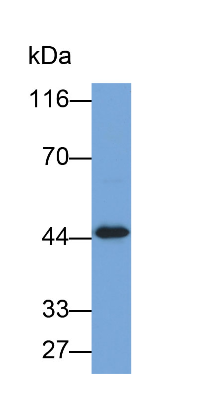 Biotin-Linked Polyclonal Antibody to Glucose Transporter 14 (GLUT14)