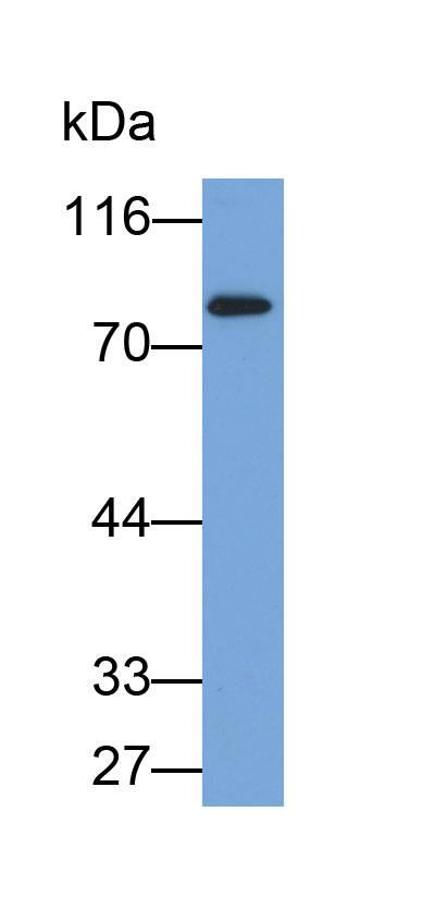 Biotin-Linked Polyclonal Antibody to Taurine Transporter (TAUT)