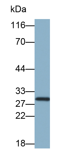 Biotin-Linked Monoclonal Antibody to Phosphoglycerate Mutase 1, Brain (PGAM1)