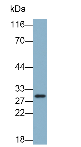 Biotin-Linked Polyclonal Antibody to B-Cell CLL/Lymphoma 2 Like Protein (Bcl2L)