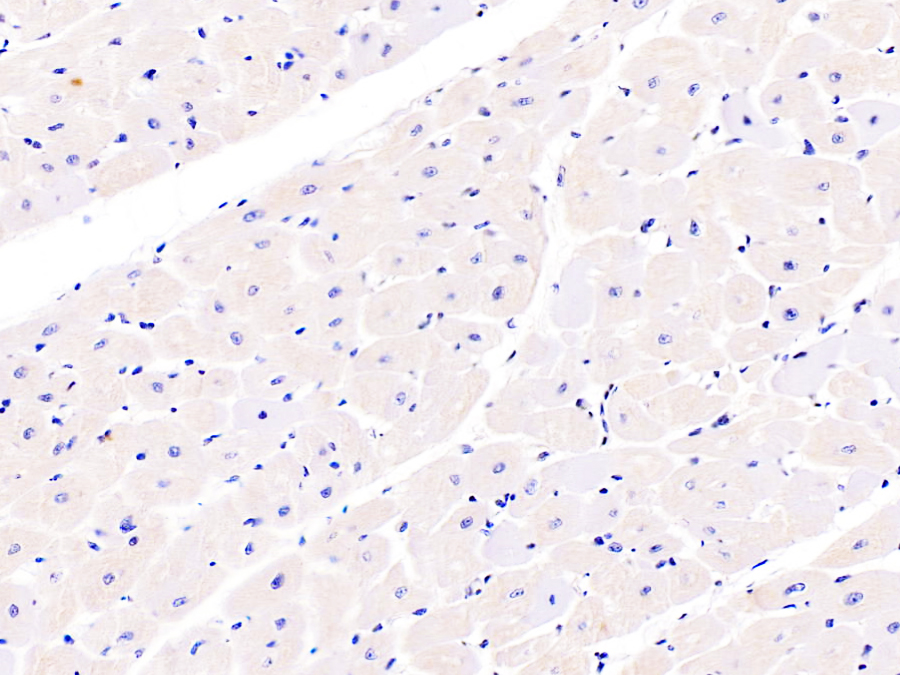 Biotin-Linked Polyclonal Antibody to FK506 Binding Protein 1A (FKBP1A)