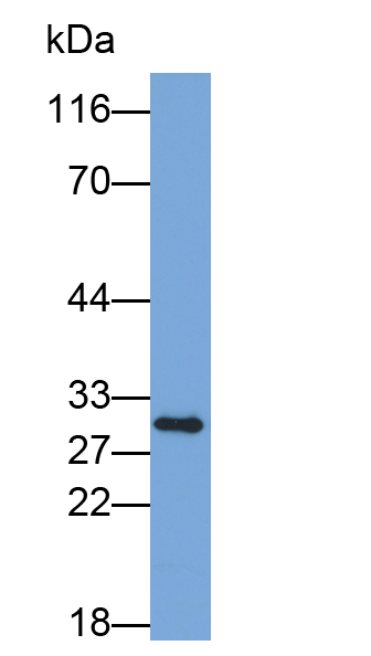 Biotin-Linked Polyclonal Antibody to FK506 Binding Protein 3 (FKBP3)