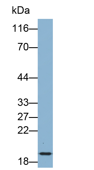 Biotin-Linked Polyclonal Antibody to Regenerating Islet Derived Protein 3 Gamma (REG3g)