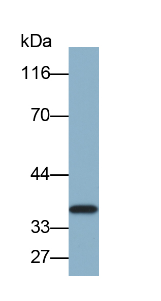 Biotin-Linked Polyclonal Antibody to Annexin A4 (ANXA4)