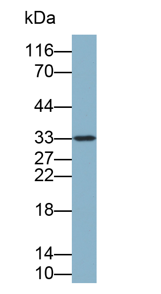 Biotin-Linked Polyclonal Antibody to Annexin A4 (ANXA4)