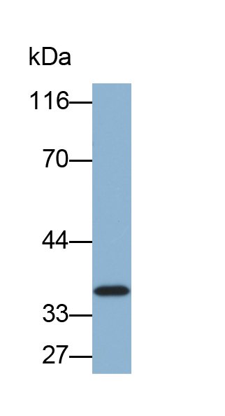 Biotin-Linked Polyclonal Antibody to Annexin A4 (ANXA4)