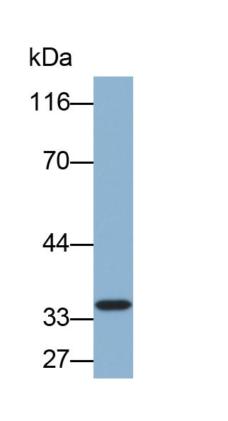 Biotin-Linked Polyclonal Antibody to Annexin A3 (ANXA3)