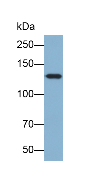 Biotin-Linked Polyclonal Antibody to Sirtuin 1 (SIRT1)