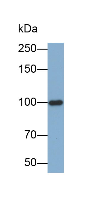 Biotin-Linked Polyclonal Antibody to Ectonucleotide Pyrophosphatase/Phosphodiesterase 1 (ENPP1)