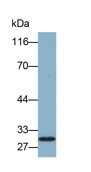 Biotin-Linked Polyclonal Antibody to Chloride Intracellular Channel Protein 4 (CLIC4)