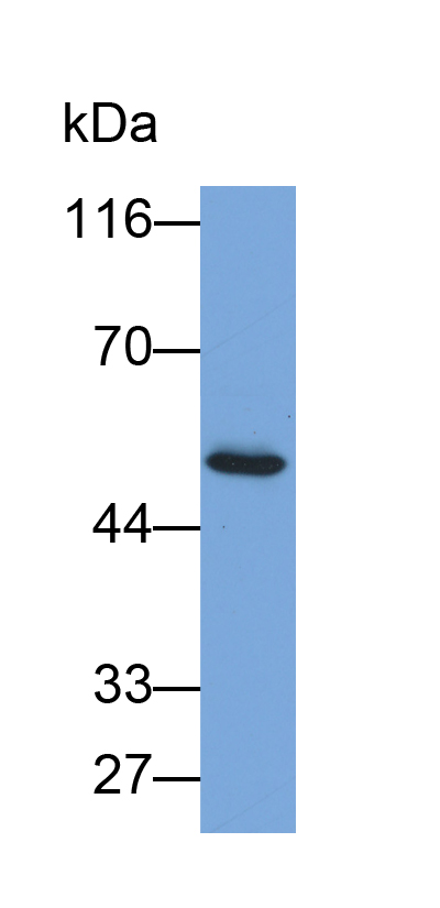 Biotin-Linked Polyclonal Antibody to Carboxypeptidase N1 (CPN1)