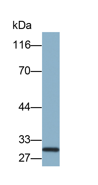 Biotin-Linked Polyclonal Antibody to Crystallin Beta B2 (CRYbB2)