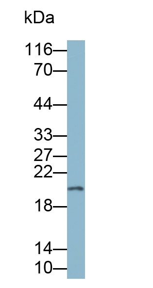 Biotin-Linked Monoclonal Antibody to Heat Shock Protein Beta 6 (HSPb6)