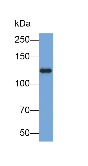 Biotin-Linked Polyclonal Antibody to Janus Kinase 2 (JAK2)