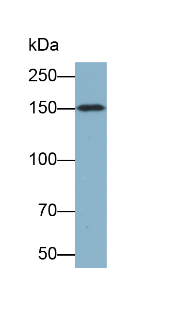 Biotin-Linked Polyclonal Antibody to Janus Kinase 2 (JAK2)