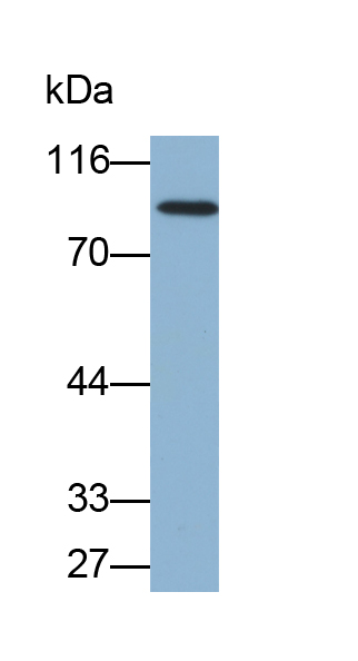 Biotin-Linked Polyclonal Antibody to Lysyl Oxidase Like Protein 2 (LOXL2)