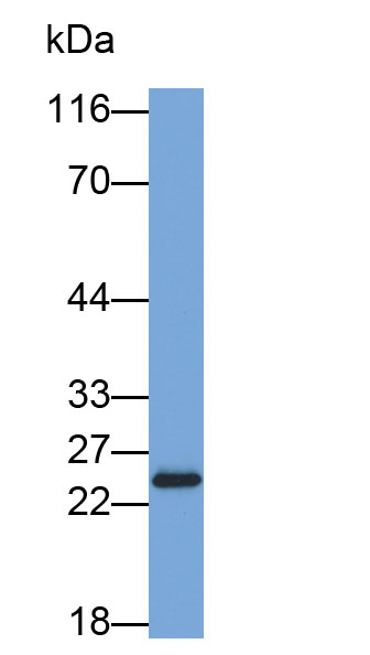 Biotin-Linked Polyclonal Antibody to Peroxiredoxin 3 (PRDX3)